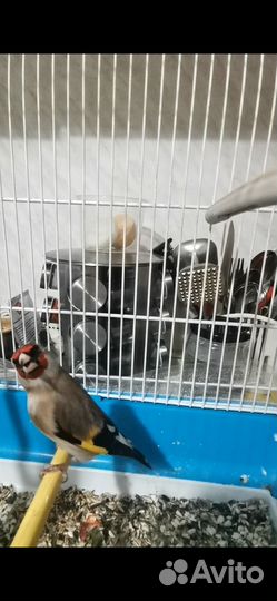 Птица щегол