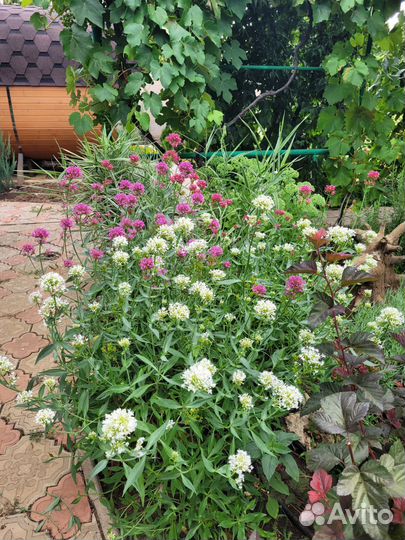 Кентрантус