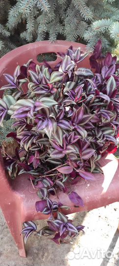 Сортовые традесканции