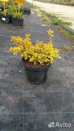 Спирея японская Goldmound