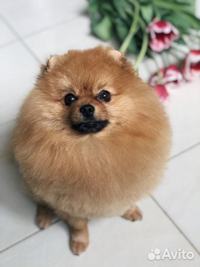 Породный, опытный кобель шпица, приглашает дам на