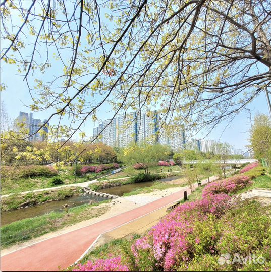 Корейский язык с носителями (дистанционно)