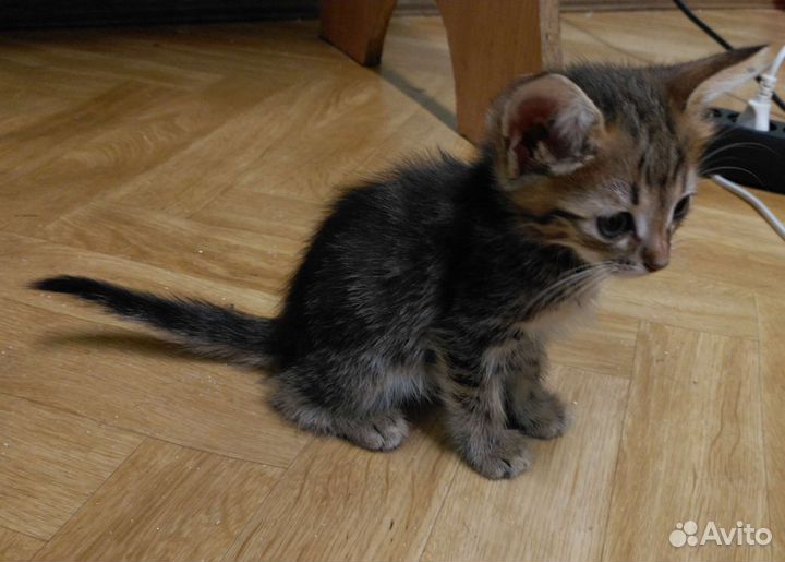 Котенок ищет любящий дом