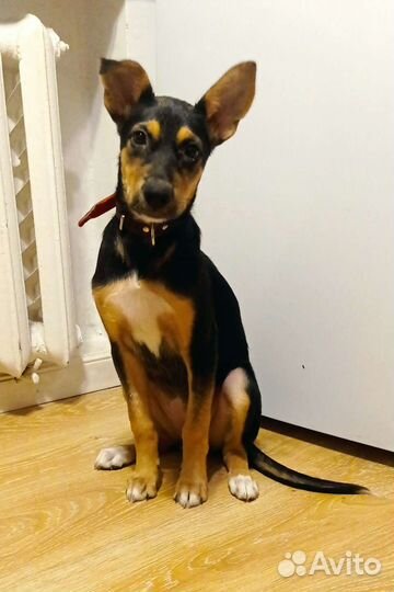 Щенок В добрые руки