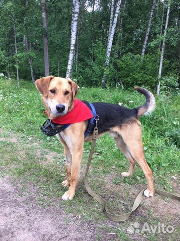 Русская гончая фото. Лабрадор гончая метис. Найдена гончая раменский район. Русская гончая и лайка. Гончую в добрые руки.