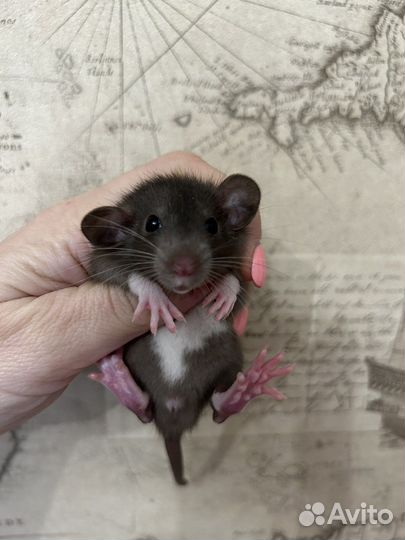 Ручные Крысята Дамбо супер окрасы