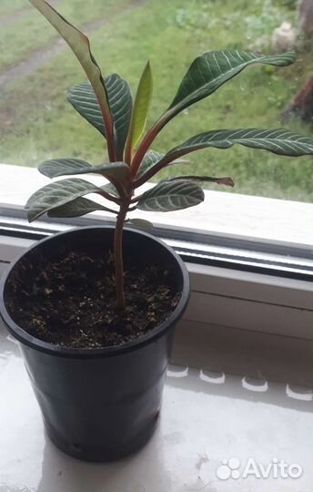 Молочай гребенчатый (беложилковый)