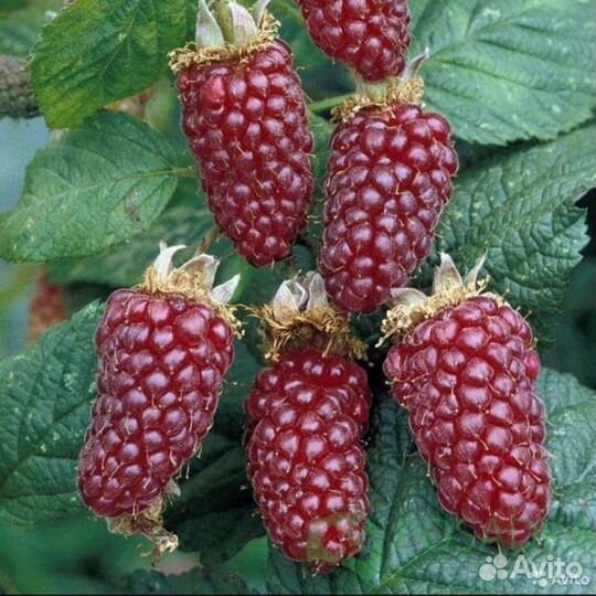 Ежемалина Тайбери,Букингем Тайбери и Медана Тайбер