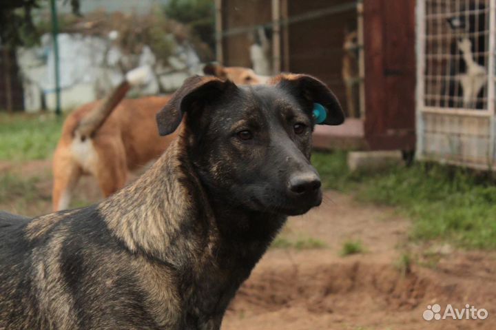 Собака ищет дом