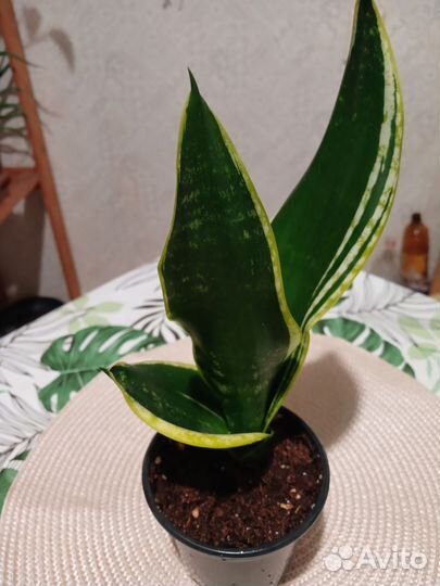 Сансевиерия сортовая
