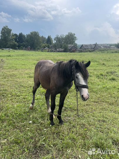 Продам лошадь