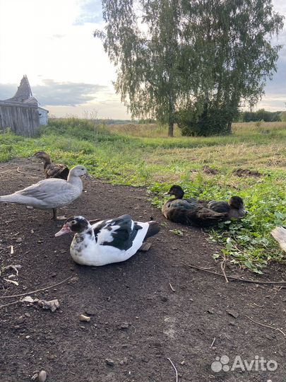 Лавандовые утки тяжелой линии
