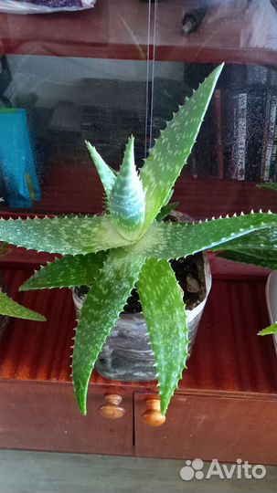 Алоэ вера растение