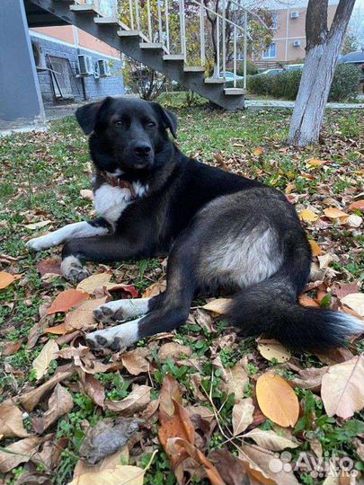 Милка ищет дом