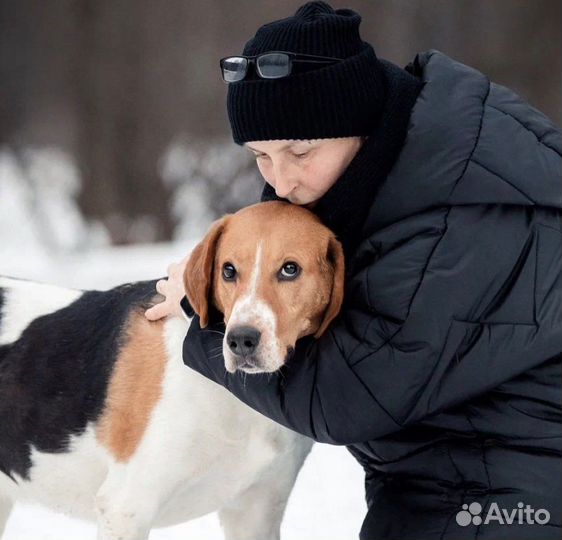 Собака в добрые руки бесплатно