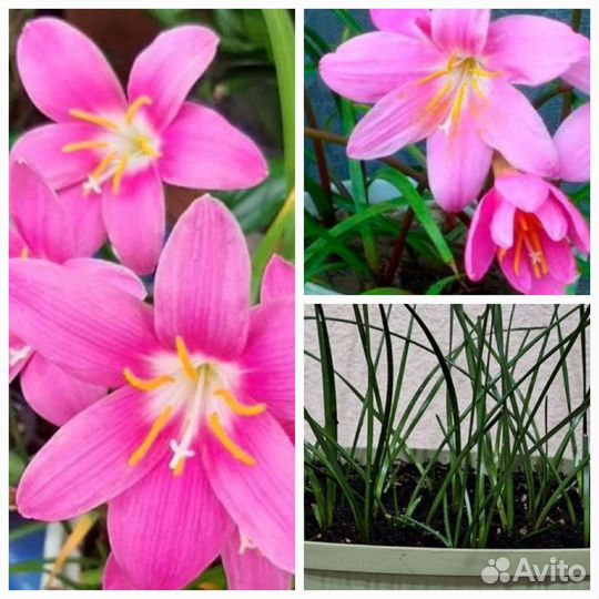 Комнатные цветы