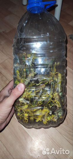 Наживка на сома