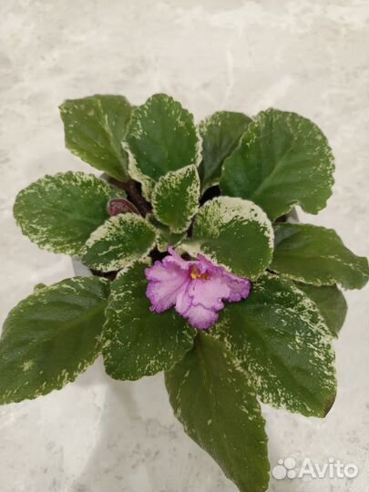 Фиалка Птица Феникс