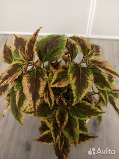 Колеус(Коля)