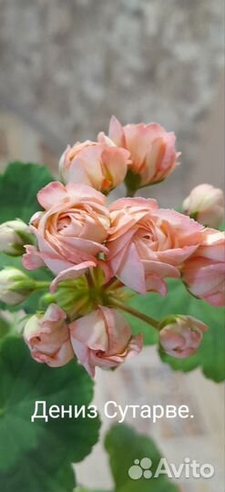 Коллекционные сорта пеларгонии