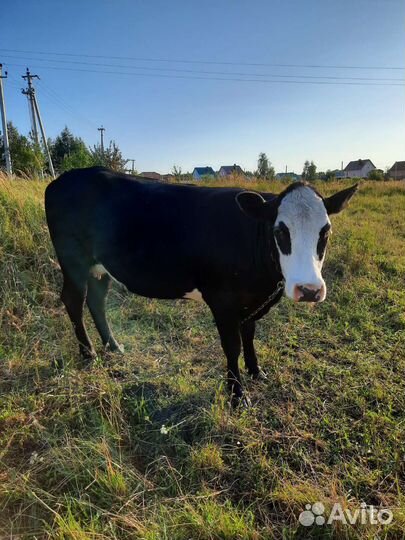 Стельная телка