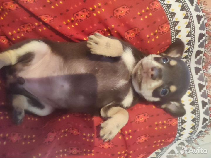 Щенки русский той-терьер