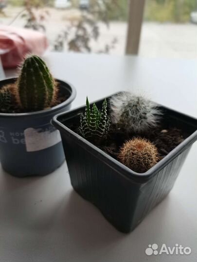 Кактусы наборы/садик из суккулентов