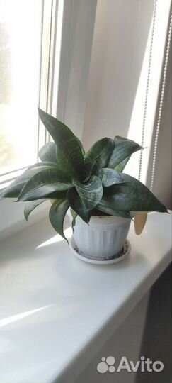 Сансевиерия Ханни грин