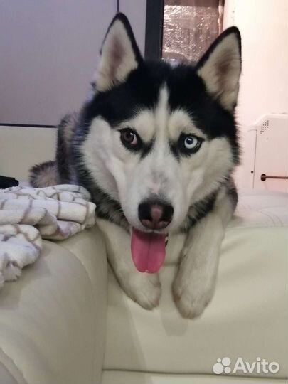 Сибирский хаски