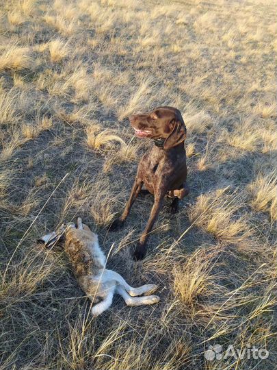 Курцхаар кобель вязка