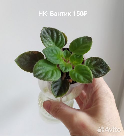 Фиалки мини (детки)