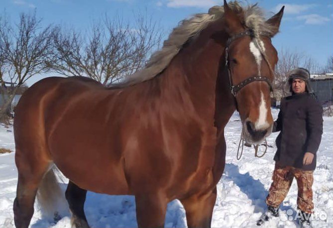 Жеребец производитель