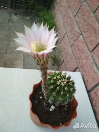 Кактусы, толстянка