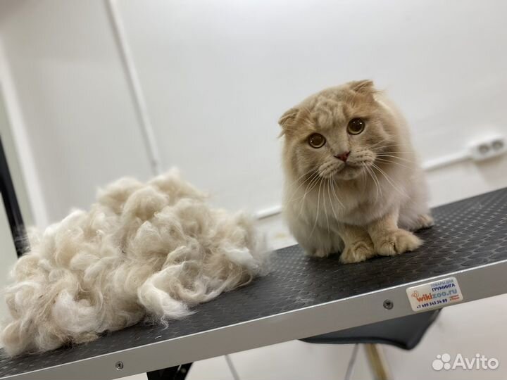 Экспресс - линька мейн куна