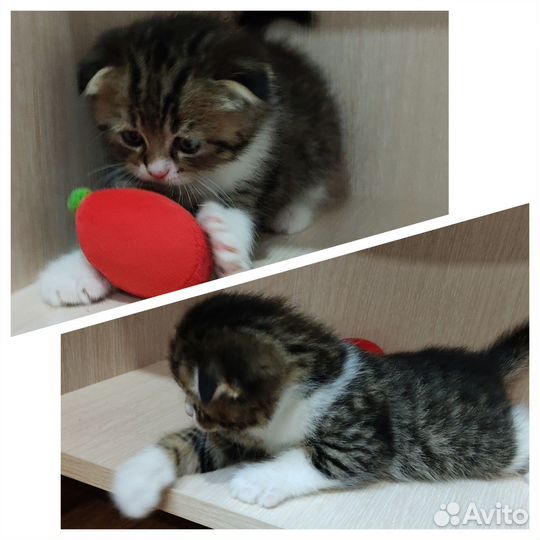 Шотландские котята