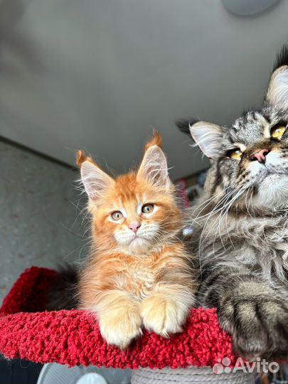 Рыжий котенок мейн-кун