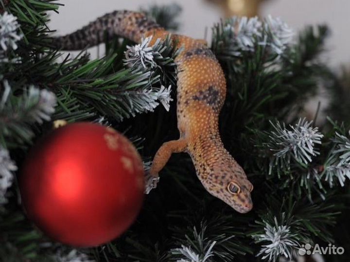 Эублефар BN mаndаrin Вlооd Giаnt