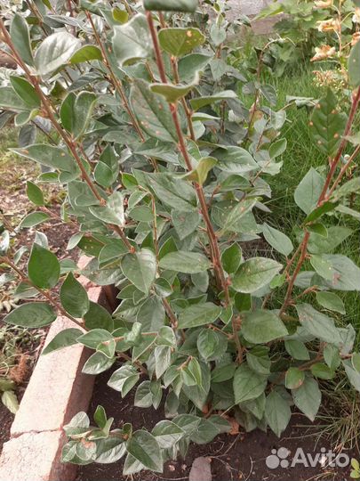 Кизильник блестящий