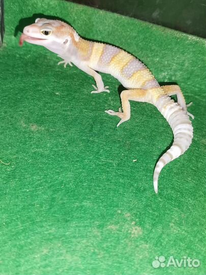 Эублефар 2023