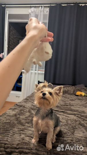 Йоркширский терьер щенки