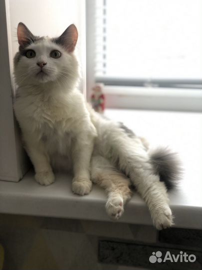 Спасенный Котенок в добрые руки