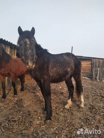 Продам жеребца