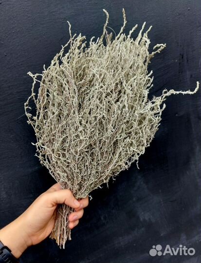 Полынь горькая, полынь лимонная для бани