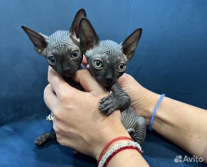 Продаю сфинксов