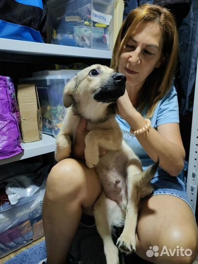 Щенок по имени Коля в дар. Приют Некрасовка