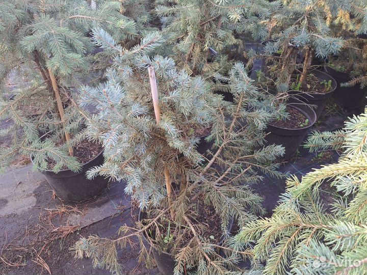 Ель голубая