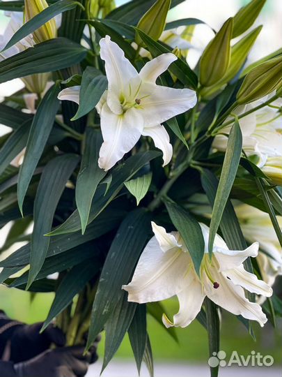 Лилия цветы букеты подарок