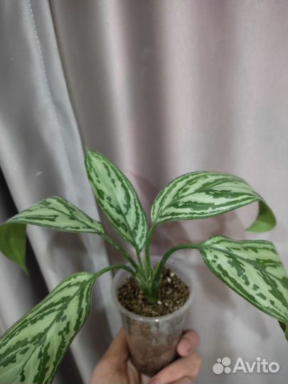 Аглаонема сильвер квин