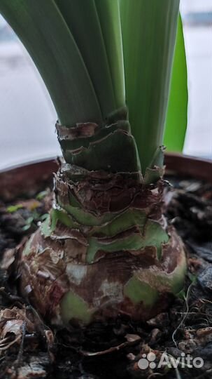 Гиппеаструм