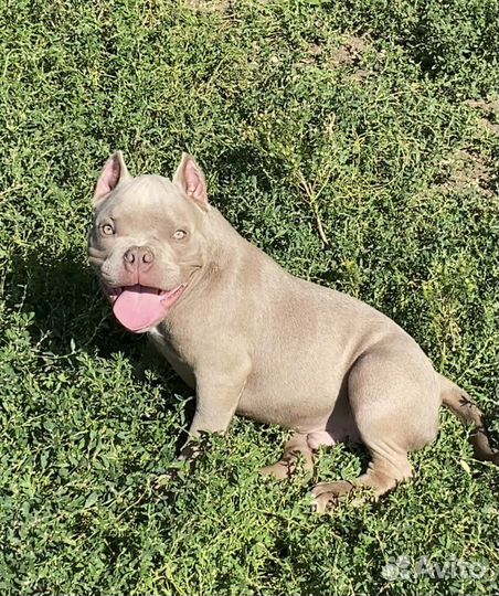 Американский булли - лиловые кобели покет